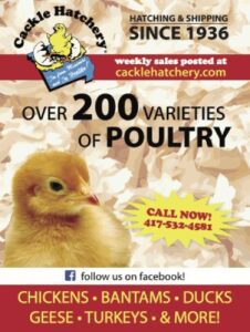 chicks for sale cackle hatchery 