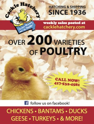 chicks for sale cackle hatchery