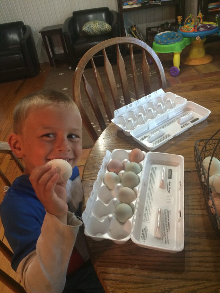 boy putting chicken eggs in carton