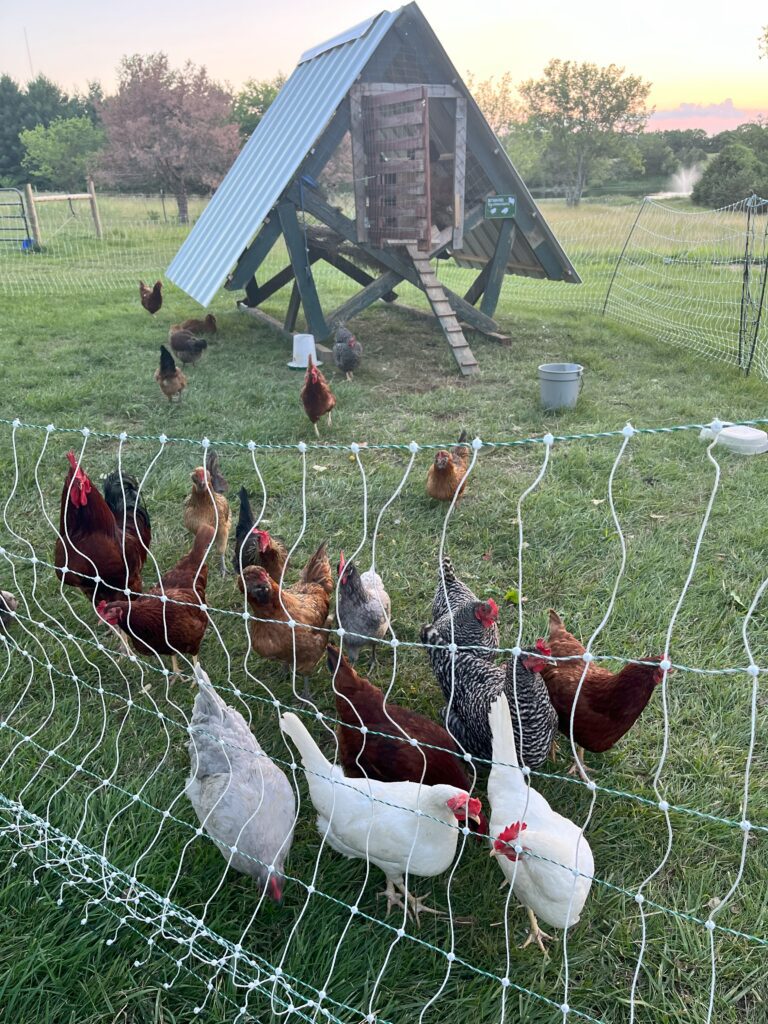 chicken coop and chicken yard