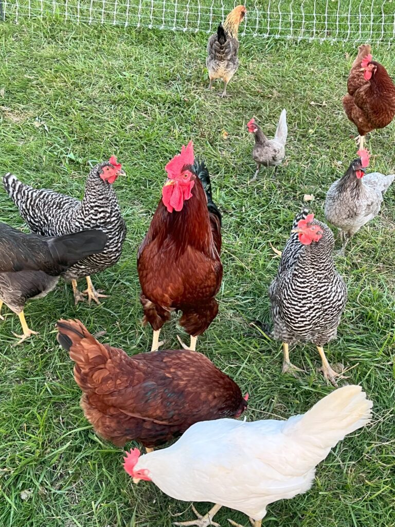 your family should raise chickens