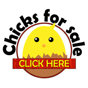 Chicks for Sale, Cackle Hatchery