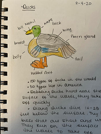 Ducks in nature journal 