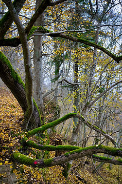 Wooded area for nature play