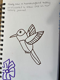 a hummingbird drawing