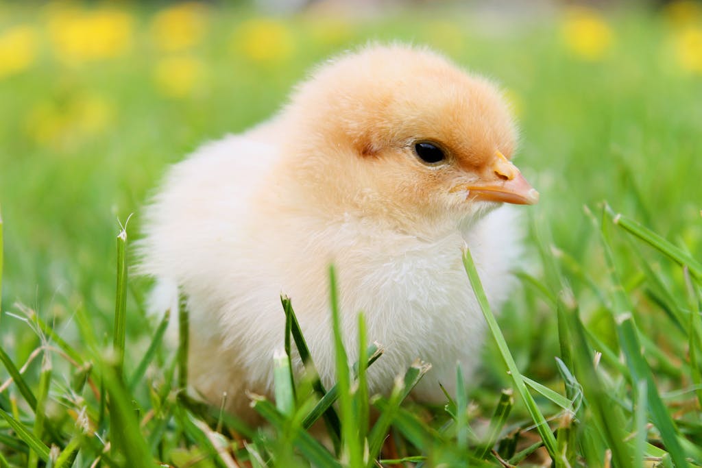White chick on Grass