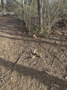 deer shed hunting is fun! 