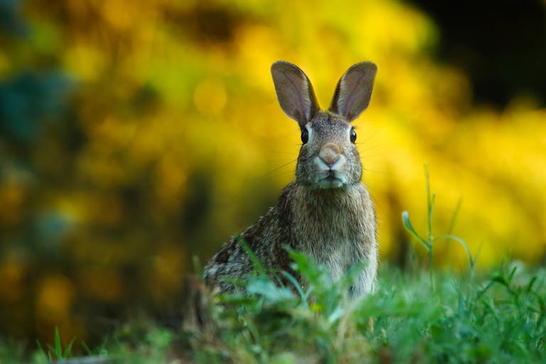 A cute wild rabbit peering from the grass with a vibrant yellow backdrop, epitomizing summer wildlife.